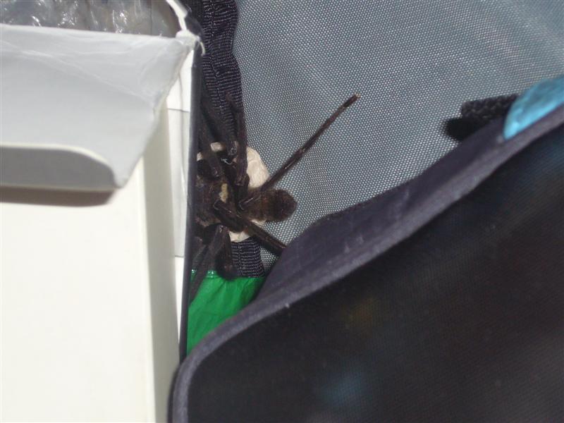 Travel - India - Himachal Pradesh - Manali - Pet Spider